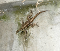 Tropidurus catalanensis