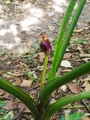 Xanthosoma sagittifolium