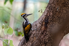Chrysocolaptes festivus