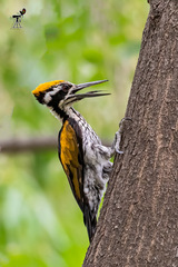 Chrysocolaptes festivus