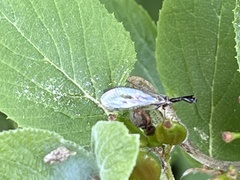 Phaeostigma