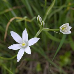 Ornithogalum umbellatum