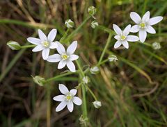 Ornithogalum umbellatum