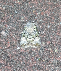 Blenina quinaria