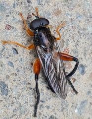 Chalcosyrphus valgus