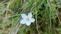 Centaurium scilloides