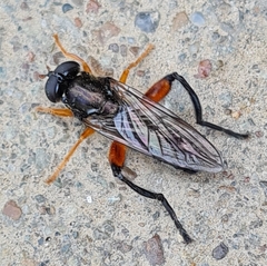 Chalcosyrphus valgus