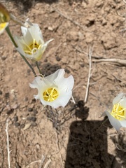 Calochortus gunnisonii gunnisonii