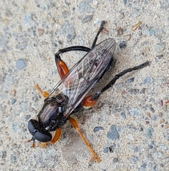 Chalcosyrphus valgus