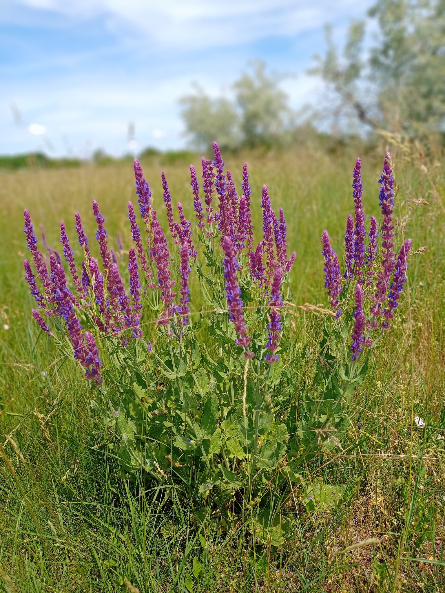 Wood sage store