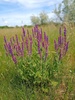 Purple Wood Sage - Photo (c) mnauky, some rights reserved (CC BY), uploaded by mnauky