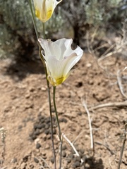 Calochortus gunnisonii gunnisonii