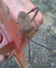 Coreinae