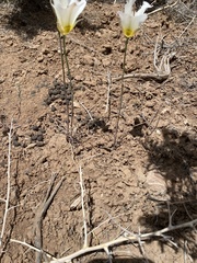 Calochortus gunnisonii gunnisonii