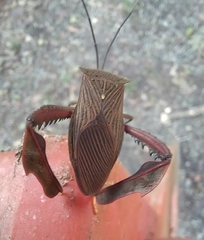 Coreinae