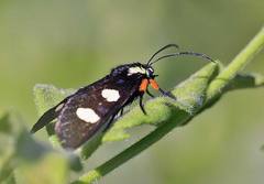 Androloma disparata
