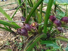 Xanthosoma sagittifolium