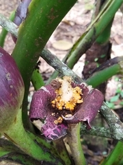 Xanthosoma sagittifolium