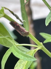 Homalodisca vitripennis