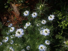 Nigella sativa