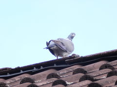 Columba palumbus
