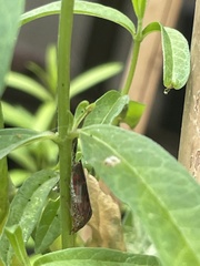 Homalodisca vitripennis