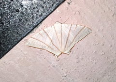 Ourapteryx picticaudata