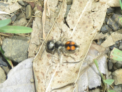 Pseudomethoca hilaris