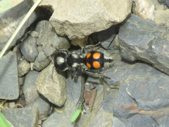 Pseudomethoca hilaris