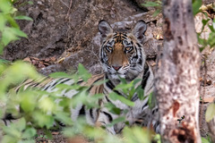 Panthera tigris