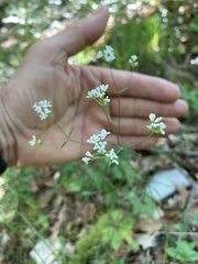 Asperula tinctoria