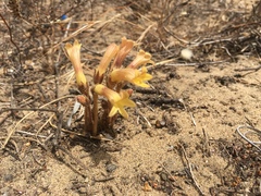 Aphyllon franciscanum