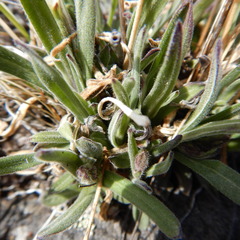 Silene taimyrensis