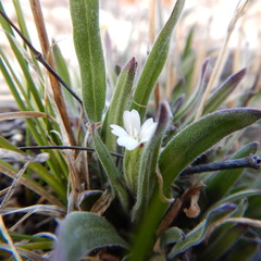 Silene taimyrensis