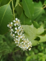 Prunus serotina