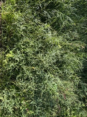 Desmodium sessilifolium