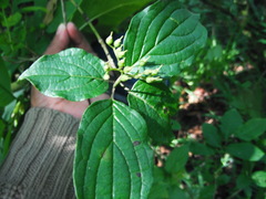 Cornus excelsa