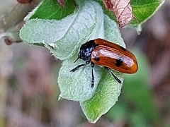 Clytra quadripunctata