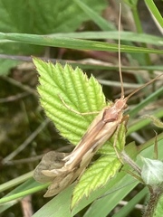 Limnephilus rhombicus