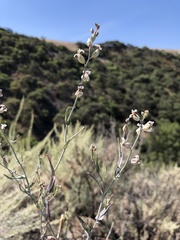 Streptanthus glandulosus albidus