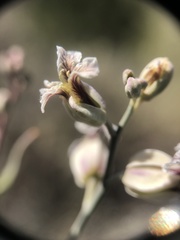 Streptanthus glandulosus albidus