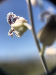 Streptanthus glandulosus albidus