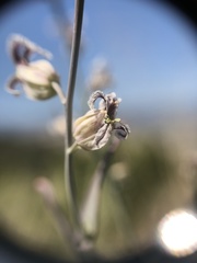 Streptanthus glandulosus albidus