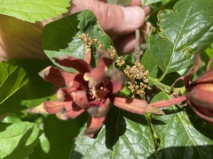 Calycanthus floridus