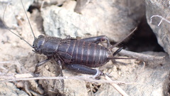 Gryllus saxatilis