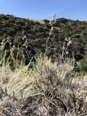 Streptanthus glandulosus albidus