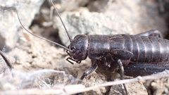 Gryllus saxatilis
