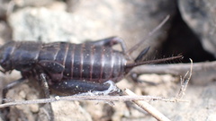Gryllus saxatilis