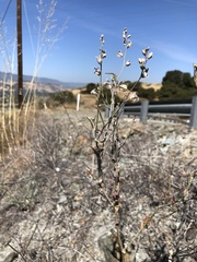 Streptanthus glandulosus albidus