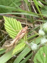 Limnephilus rhombicus